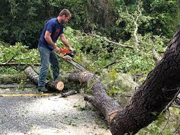 Best Tree Trimming and Pruning  in Medford, NY