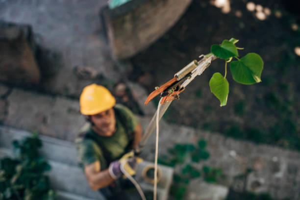 Best Commercial Tree Services  in Medford, NY