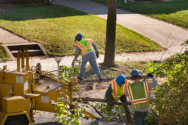 Best Hazardous Tree Removal  in Medford, NY