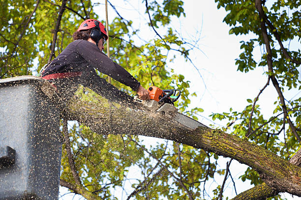 Best Lawn Mowing  in Medford, NY