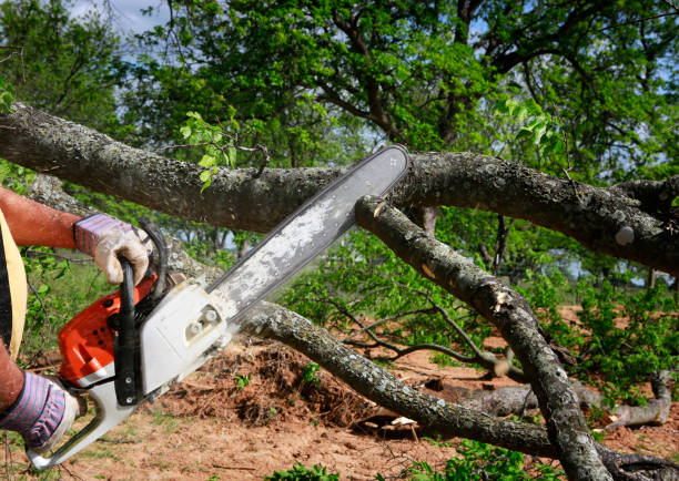 Best Root Management and Removal  in Medford, NY